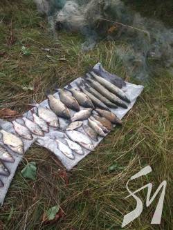 На Новгород-Сіверщині браконьєри незаконно добули понад 20 кілограмів риби На Новгород-Сіверщині браконьєри незаконно добули понад 20 кілограмів риби