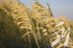 Agricom Group зібрав рекордний врожай безглютенового вівса Agricom Group зібрав рекордний врожай безглютенового вівса