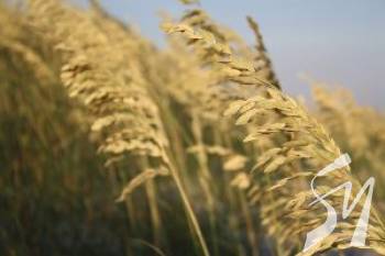 Agricom Group зібрав рекордний врожай безглютенового вівса Agricom Group зібрав рекордний врожай безглютенового вівса