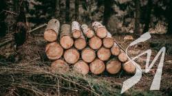 Заготівля дров в умовах війни та заборони на відвідування лісів