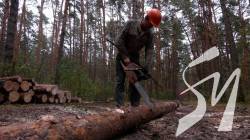 Виріс попит та черги на дрова: як на Чернігівщині люди готуються до холодів