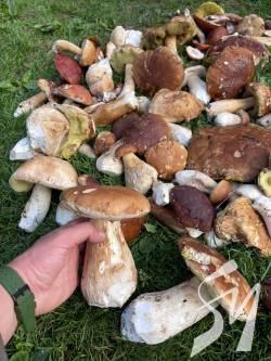 ³      ,      -  ϳ