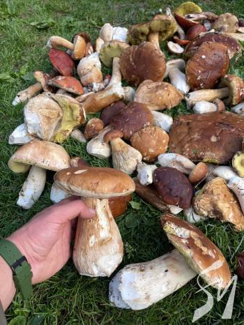 ³      ,      -  ϳ