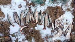На Чернігівщині браконьєр трьома сітками наловив 9 кг риби на понад 82 тисячі гривень