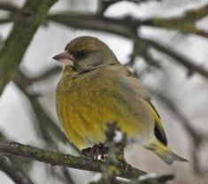  Spinus spinus   Siskin. 