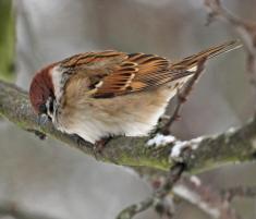   Passer montanus    Tree Sparrow.