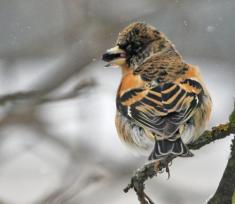' Fringilla montifringilla   Brambling.