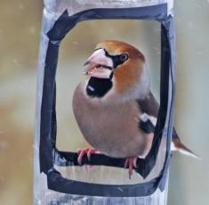  Coccothraustes Coccothraustes    Hawfinch. 