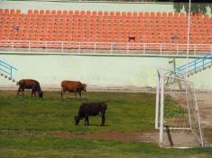 коровы на футбольном поле (стадион в Хорози)