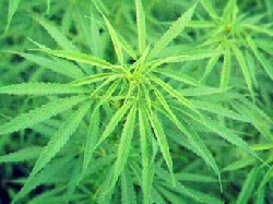 ������ ����� ���������, ����������