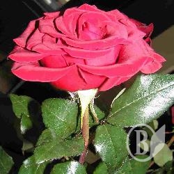 �������: ����� ������ � ��� � �쳻