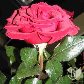 �������: ����� ������ � ��� � �쳻