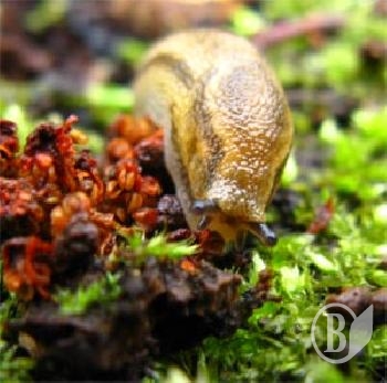 ������, � �� ������� �������! ������������