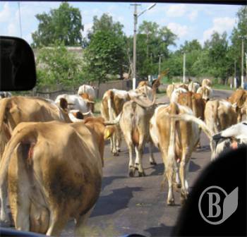 ������ ������ - �� ��������