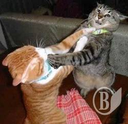 ��� ���������� � �ϲ. �������������. ϳ� ����