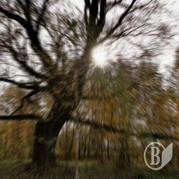 ������ ���������. ������������