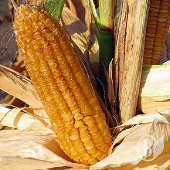 ���� 2,1 �������� ���� �����. ���� ������