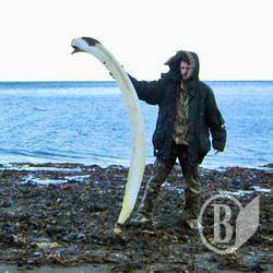 ���-����: ������ � ����������� ����������� ���������. �����