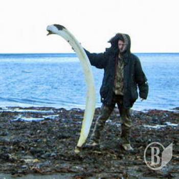 ���-����: ������ � ����������� ����������� ���������. �����