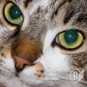 �� ���� ������ � ������ �������