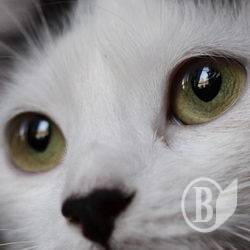 ����� ����� � ����� �������