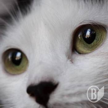 ����� ����� � ����� �������