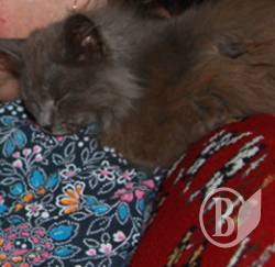 ����� �����. ���� ���