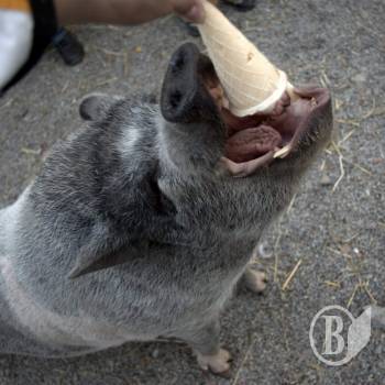 ��� �� ������������ ������ �����?