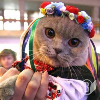 ������� - ���������� �����������