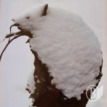 ������������ ���������� ͳ�������