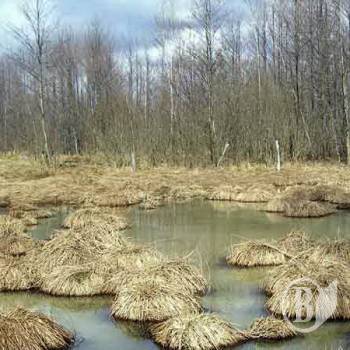 �����-�������� ������ ������� � ������������