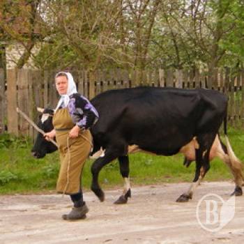 ������������ ��������������� �� ������������ � ������� ���� ����������� �� 5%