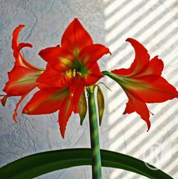 ó�������� ������ ������. �����������