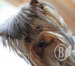 ������ �� ��������. ��������