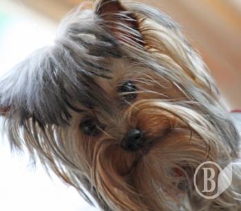 ������ �� ��������. ��������