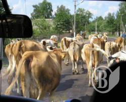 ����� ���� ������� � ������