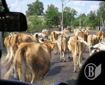 ����� ���� ������� � ������