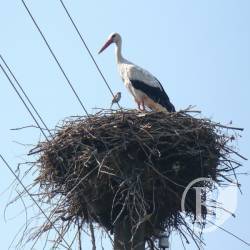 �����������: ���� �� ����� ������� �������