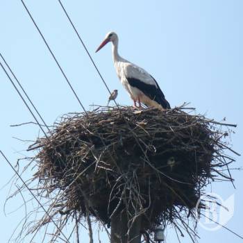 �����������: ���� �� ����� ������� �������