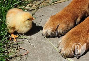 ����� ���� ��������