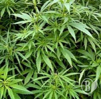 ������� ��� ���� - �����