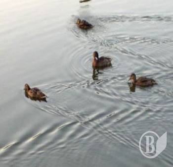 �������� �� �������� �� �����. ����� ����