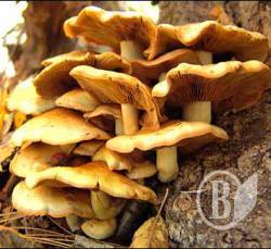 ������ ������ � ������. �� ������?