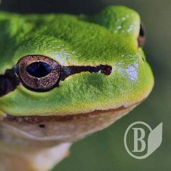 ������� ������. ��������