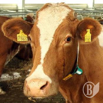 ³������� ������ ����. ������������