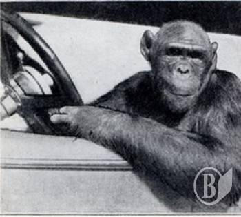 � �������� � ͳ���� ��䳿 ����� ������� �� �������