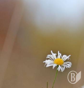 ����� ������. ������������