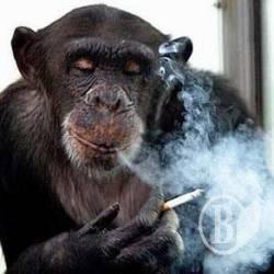 ��������� ������ � 4,2 �� �������