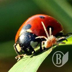 ���� ������ ����� � ����. ��������