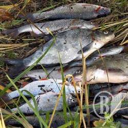 ��������� ���� ����������